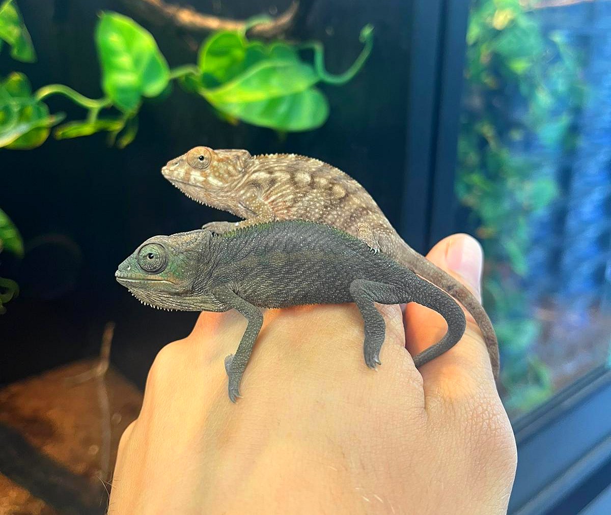 "Sambava" Panther Chameleon - Juvenile - Pair